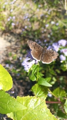 Erynnis tristis tatius