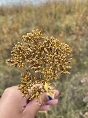 Flaveria chlorifolia