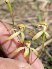 Caladenia testacea