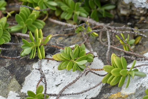 Image of Veronica chathamica by (c) Christopher Stephens, some rights reserved (CC BY-SA)