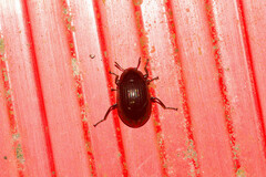 Tenebrionidae