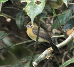 Myiobius sulphureipygius