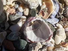 Megabalanus