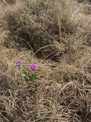 Pseudopegolettia tenella