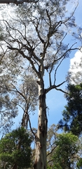 Eucalyptus viminalis viminalis