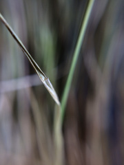 Festuca bromoides