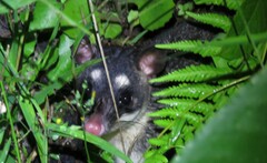 Philander opossum