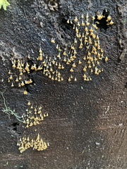 Oligonema verrucosum