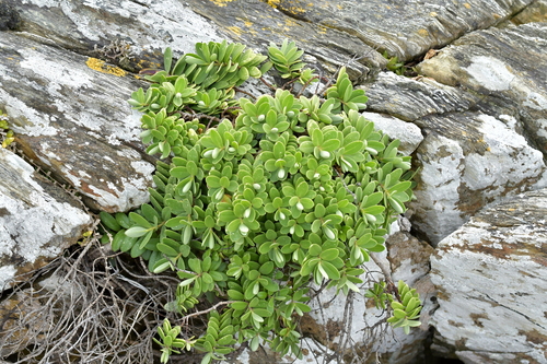 Image of Veronica chathamica by (c) Christopher Stephens, some rights reserved (CC BY-SA)