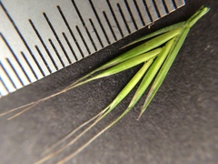 Festuca bromoides