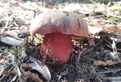 Rubroboletus eastwoodiae
