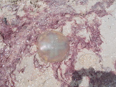 Catostylus mosaicus