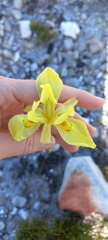 Moraea neglecta