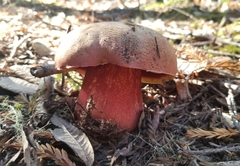 Rubroboletus eastwoodiae