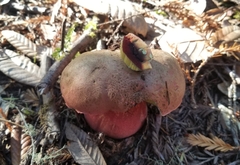 Rubroboletus eastwoodiae