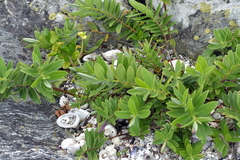 Veronica chathamica
