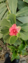 Costus