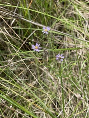 Vittadinia