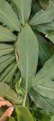 Costus