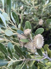 Notholithocarpus densiflorus echinoides