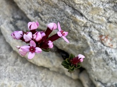 Sonderothamnus petraeus