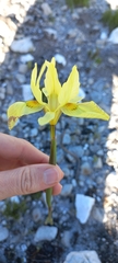 Moraea neglecta