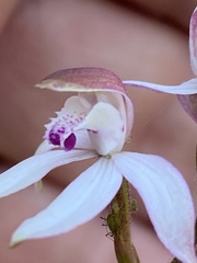 Caladenia moschata