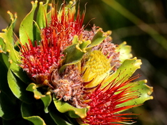 Leucospermum oleifolium