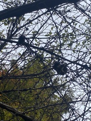 Chimonanthus praecox