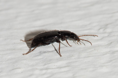 Agonum