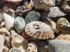 Scutellastra peronii