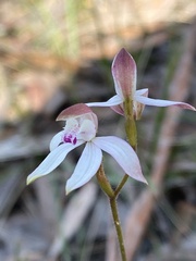 Caladenia moschata