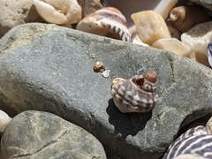 Nodilittorina pyramidalis