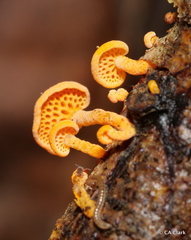 Favolaschia calocera