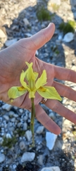 Moraea neglecta