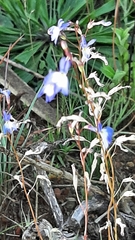 Lobelia flaccida