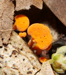 Favolaschia calocera