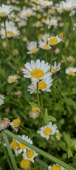 Leucanthemum vulgare