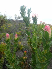 Protea compacta