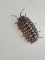 Oniscidea