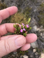Acmadenia obtusata