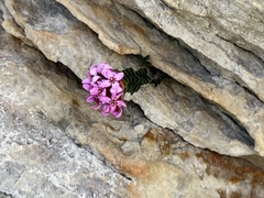 Sonderothamnus petraeus