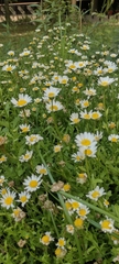 Leucanthemum vulgare