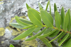 Veronica chathamica