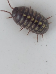 Oniscidea