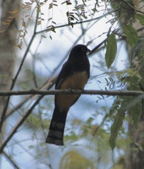 Trogon melanocephalus