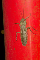 Theopompa ophthalmica