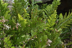 Asplenium chathamense