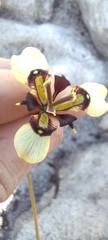 Moraea lurida