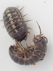 Oniscidea